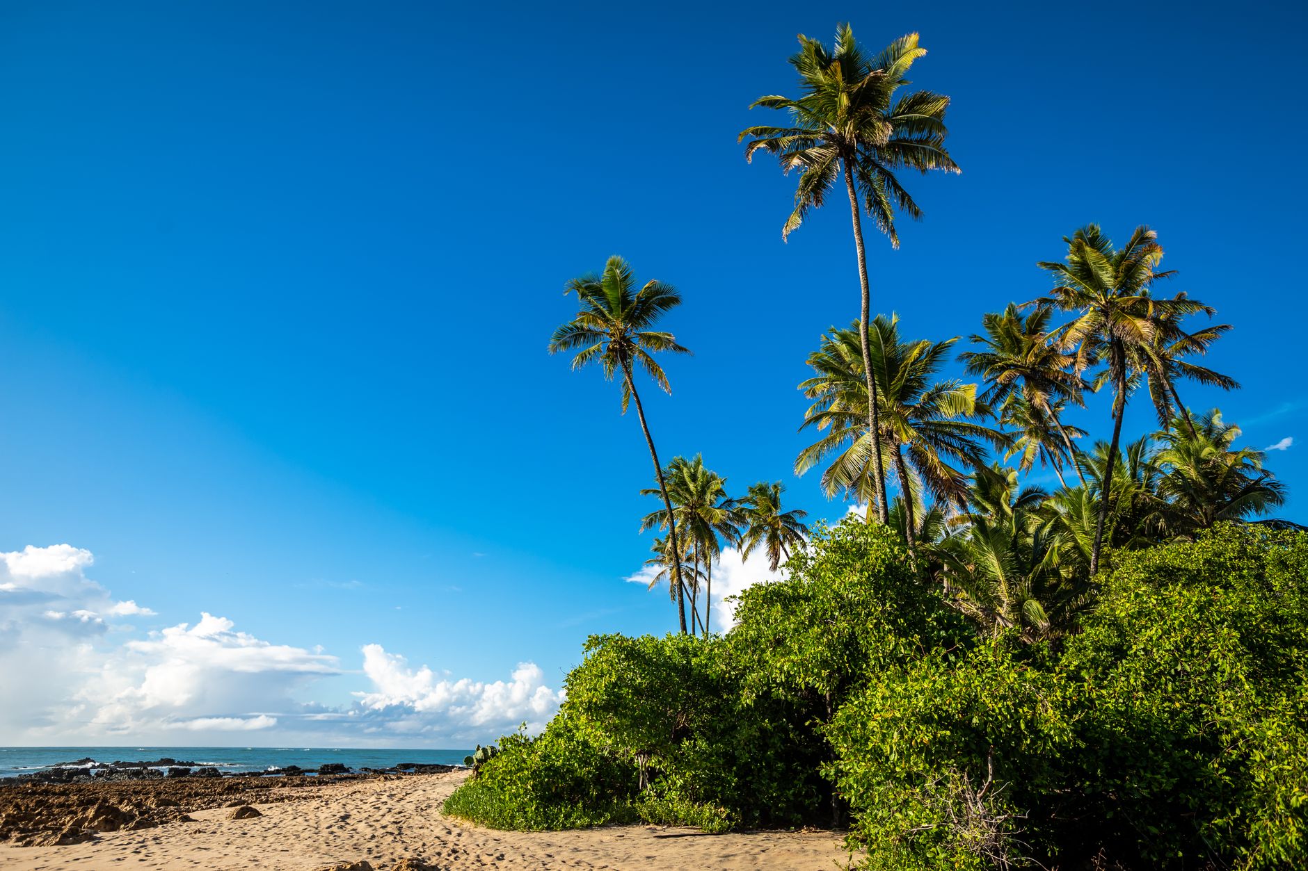 Palm trees on a tropical beach under a bright blue sky